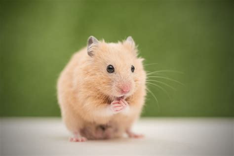 hamster hamsters